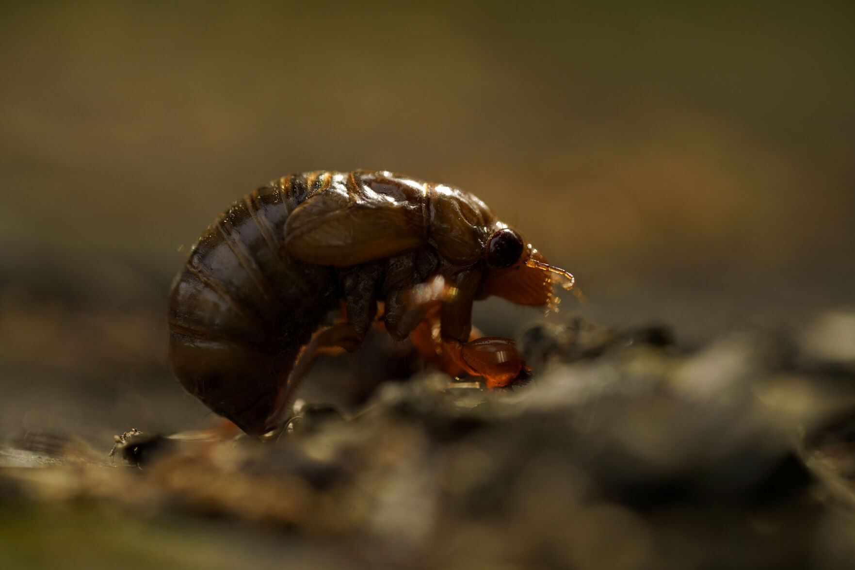 Cicada Invasion